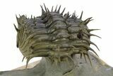 Enrolled Spiny Drotops Armatus Trilobite - Morocco #355818-6